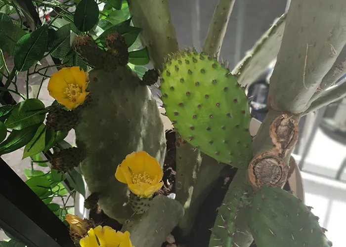 Gæstehus Etna Group Catania